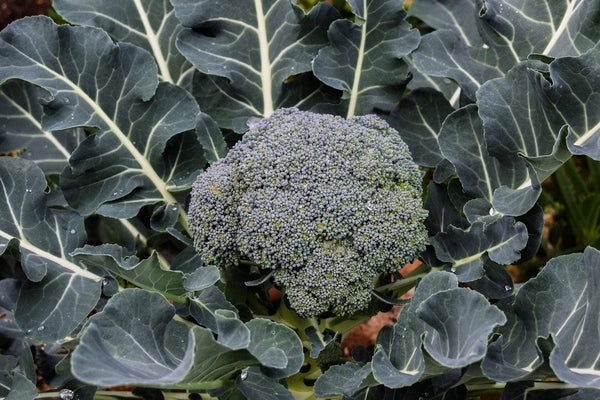 Broccoli Seeds - Waltham 29