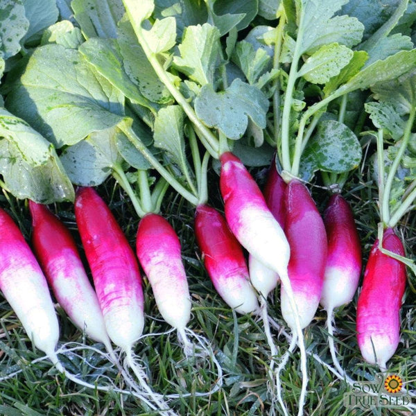 Radish Seeds - French Breakfast