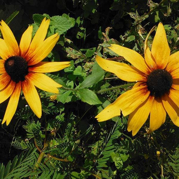 Rudbeckia Seeds - Gloriosa Daisy