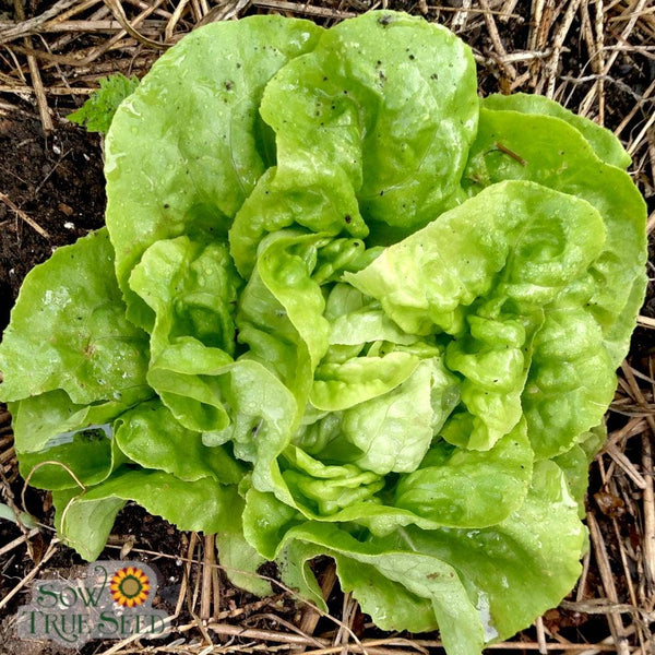 Lettuce Seeds - Buttercrunch, ORGANIC