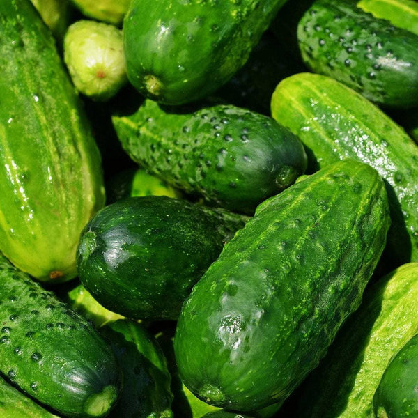 Pickling Cucumber Seeds - Boston