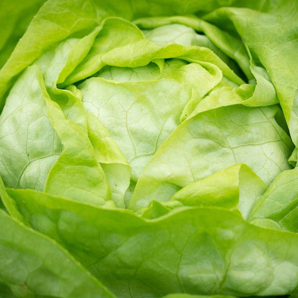 Lettuce Seeds - Buttercrunch, ORGANIC