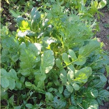 Lettuce Seeds - Herb Salad Mix, ORGANIC