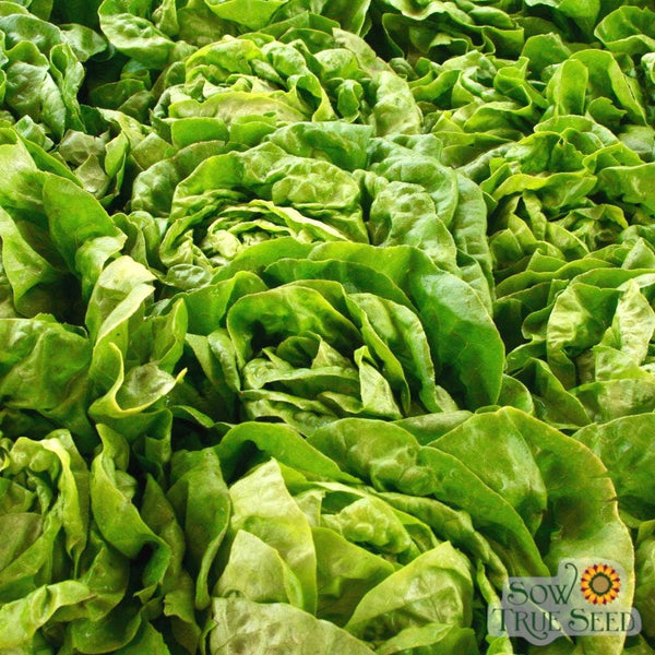 Lettuce Seeds - Buttercrunch, ORGANIC