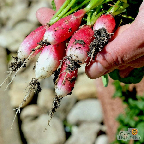 Radish Seeds - French Breakfast