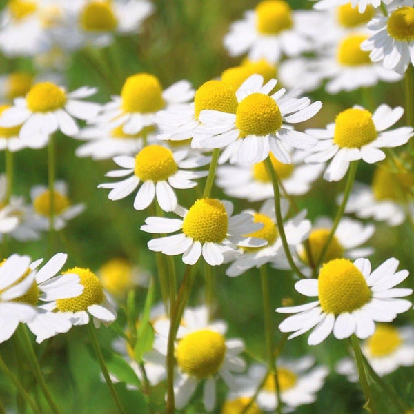 Chamomile Seeds - German