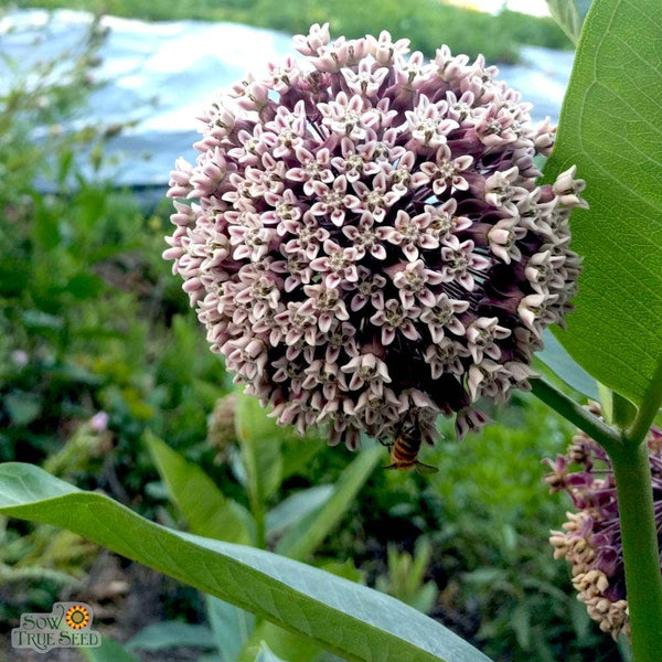 Milkweed Seeds - Common