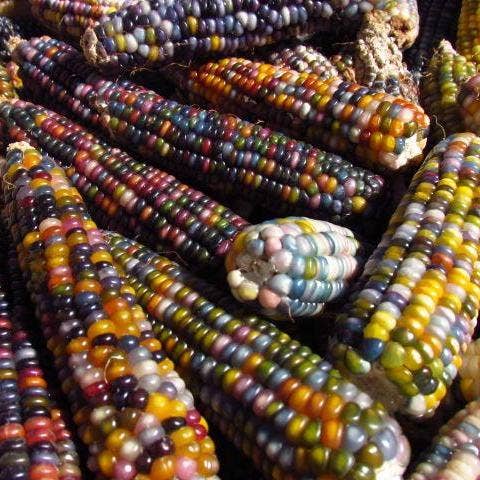 Flint Corn Seeds - Carl's Glass Gem