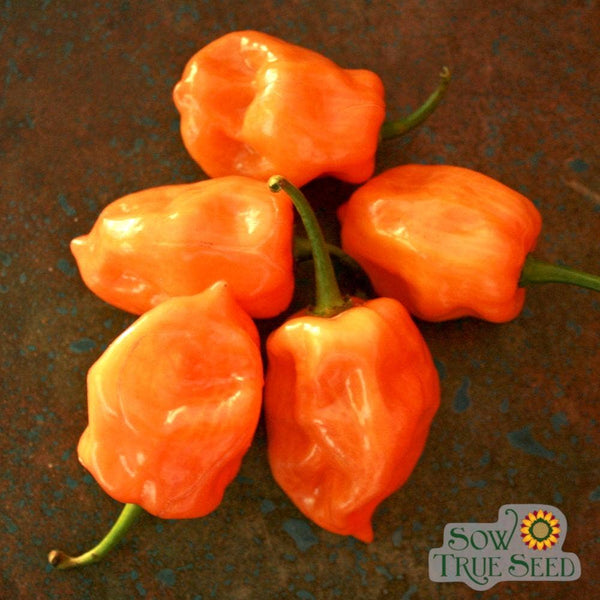 Hot Pepper Seeds - Habanero, Orange