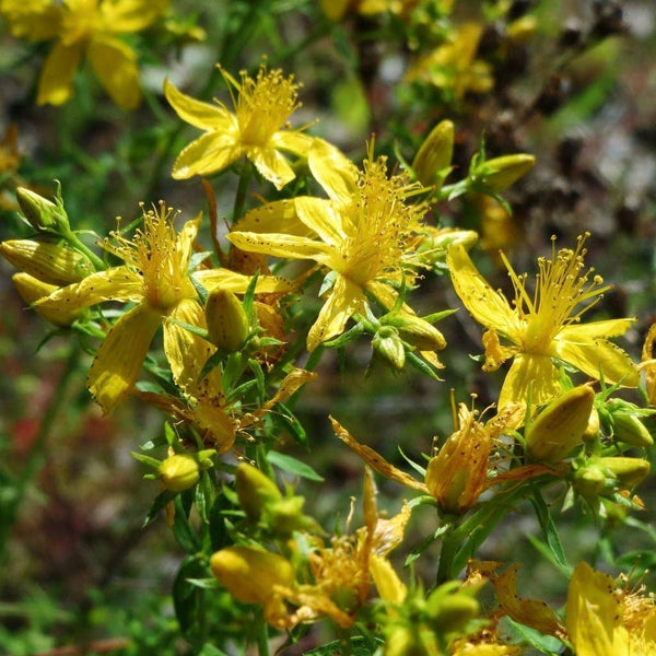 St. John's Wort Seeds