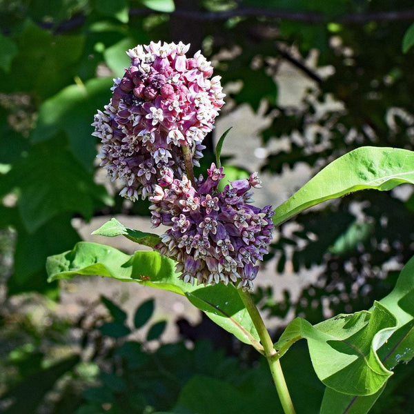 Milkweed Seeds - Common