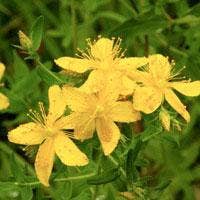 St. John's Wort Seeds