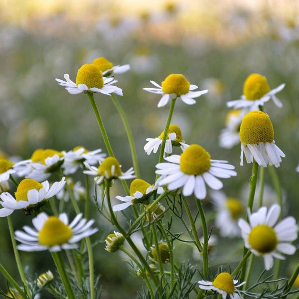 Chamomile Seeds - German