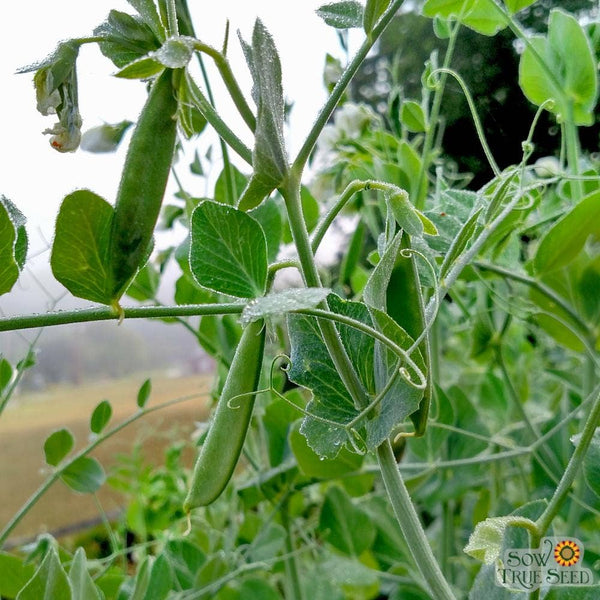 Snap Pea Seeds - Sugar Snap