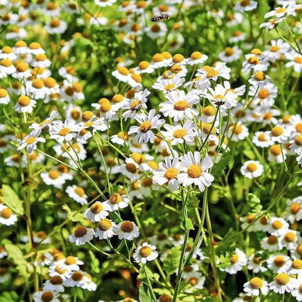 Chamomile Seeds - German