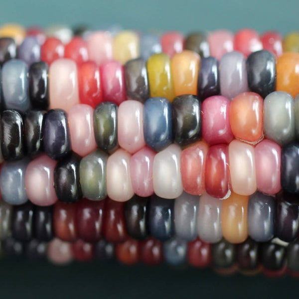 Flint Corn Seeds - Carl's Glass Gem