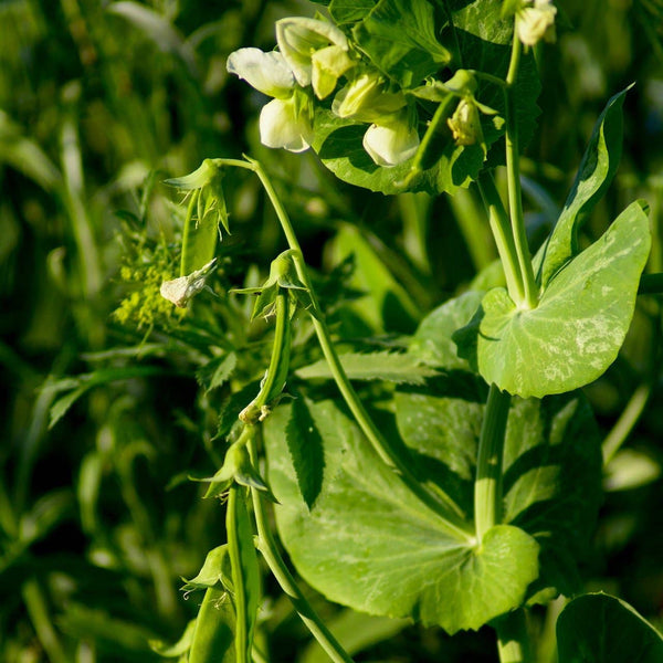 Snow Pea Seeds - Mammoth Melting Sugar, Organic