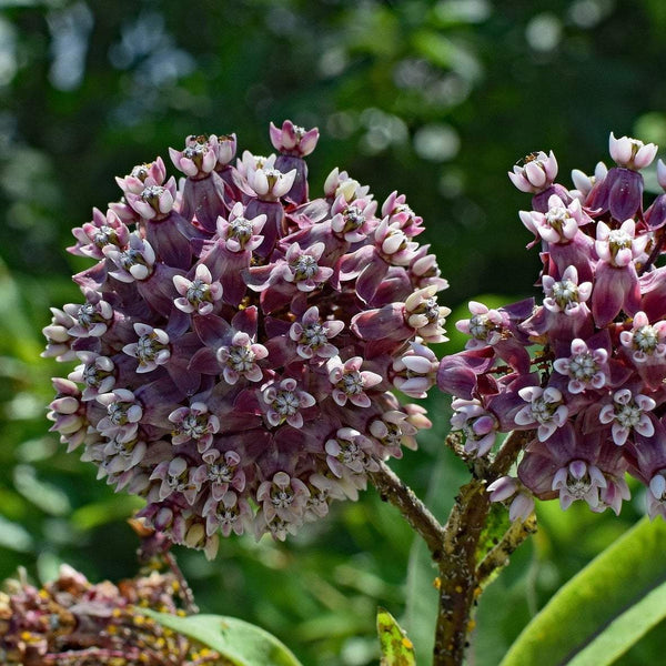 Milkweed Seeds - Common