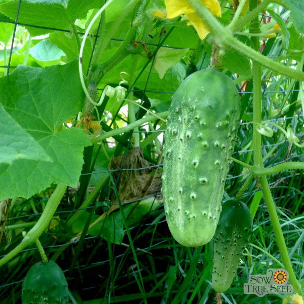 Pickling Cucumber Seeds - Boston