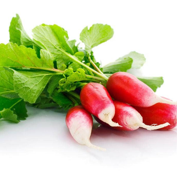 Radish Seeds - French Breakfast