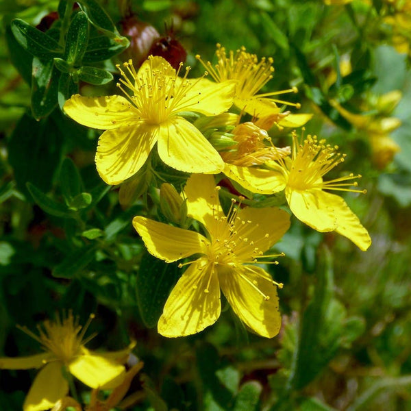 St. John's Wort Seeds