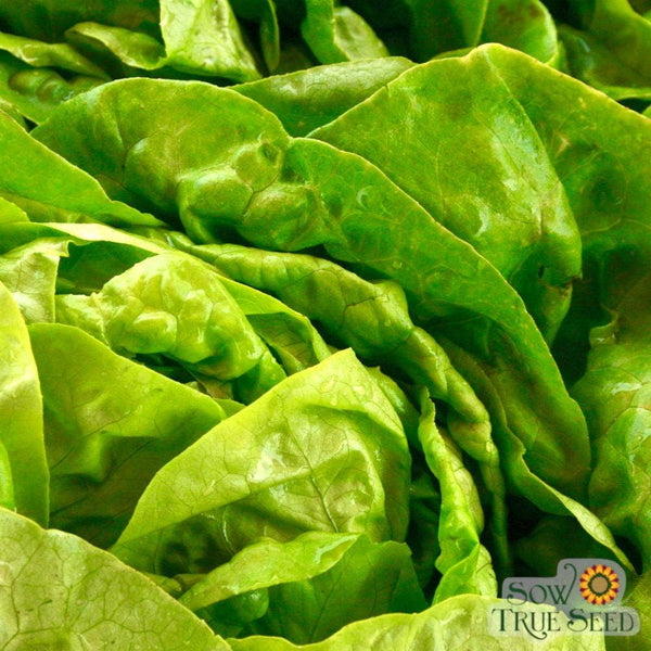 Lettuce Seeds - Buttercrunch, ORGANIC