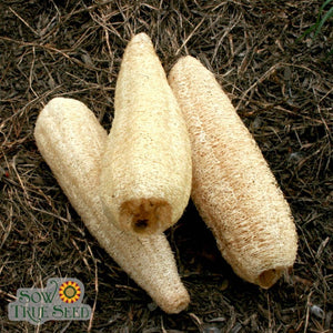 Gourd Seeds - Luffa