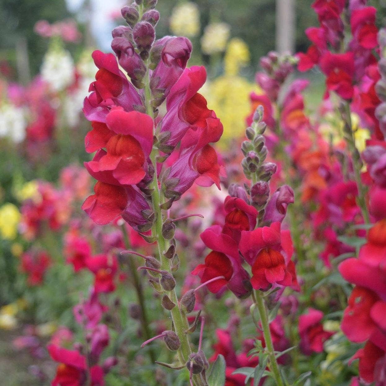 Snapdragon Seeds - Tetra Mix