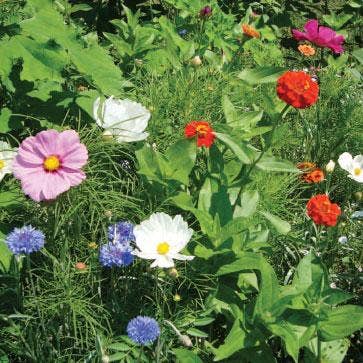 Flower Seed Mix - Beneficial Attractant: Packet