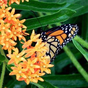 Milkweed Seeds - Butterfly