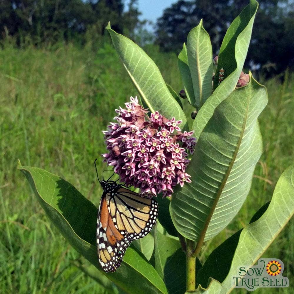 Milkweed Seeds - Common