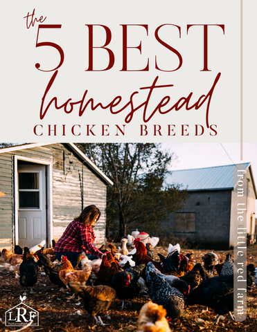 5 Best Chicken Breeds for the Homestead