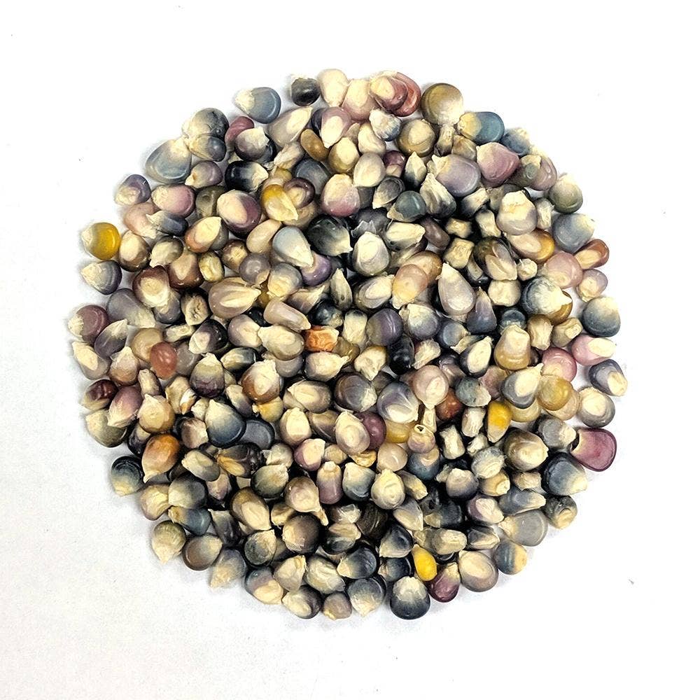 Flint Corn Seeds - Carl's Glass Gem